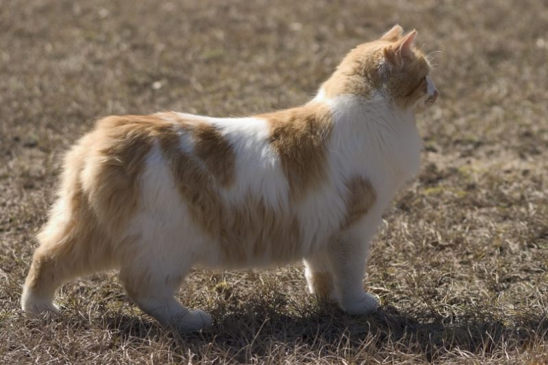 Manx Syndrome in Cats: Vet Diagnosis & Management Tips