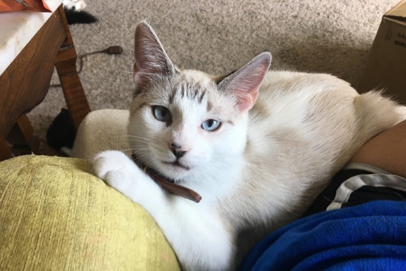 Do Cats Understand Words? Science-Based Facts & FAQ