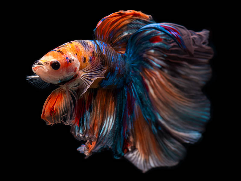 Why Is My Betta Fish Not Moving? 5 Vet-Approved Reasons