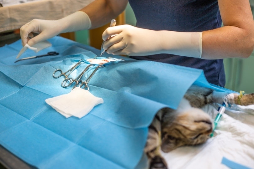 How Long Will It Take to Neuter a Cat? Vet-Approved Facts & Tips
