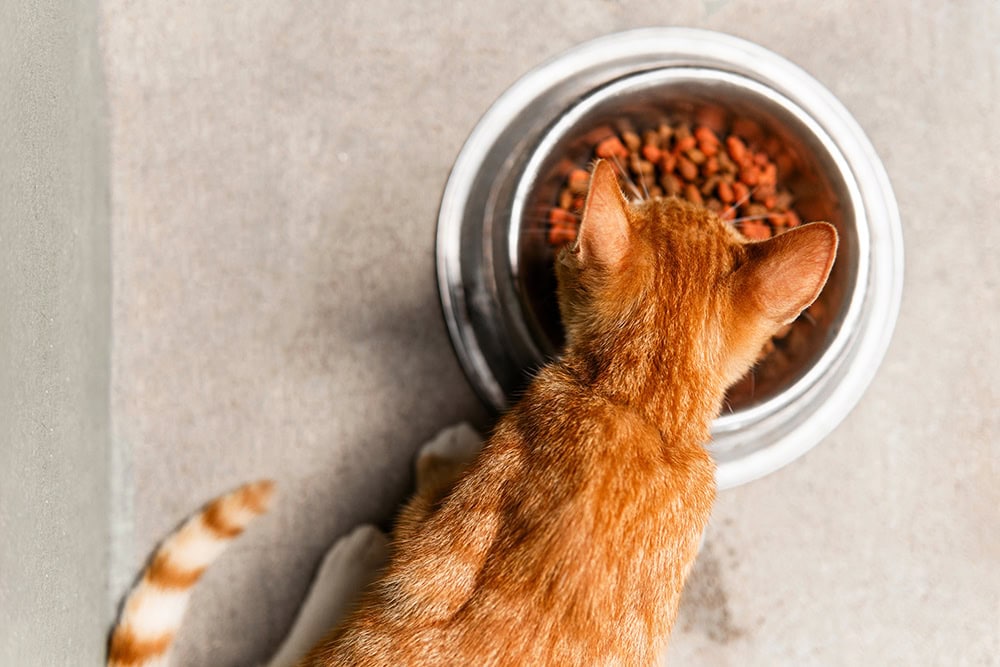11 Best Cat Foods for Allergies (Hypoallergenic Cat Foods) - 2026 Reviews & Top Picks