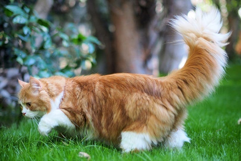 Orange Persian Cats: Facts, Pictures, Origin & History