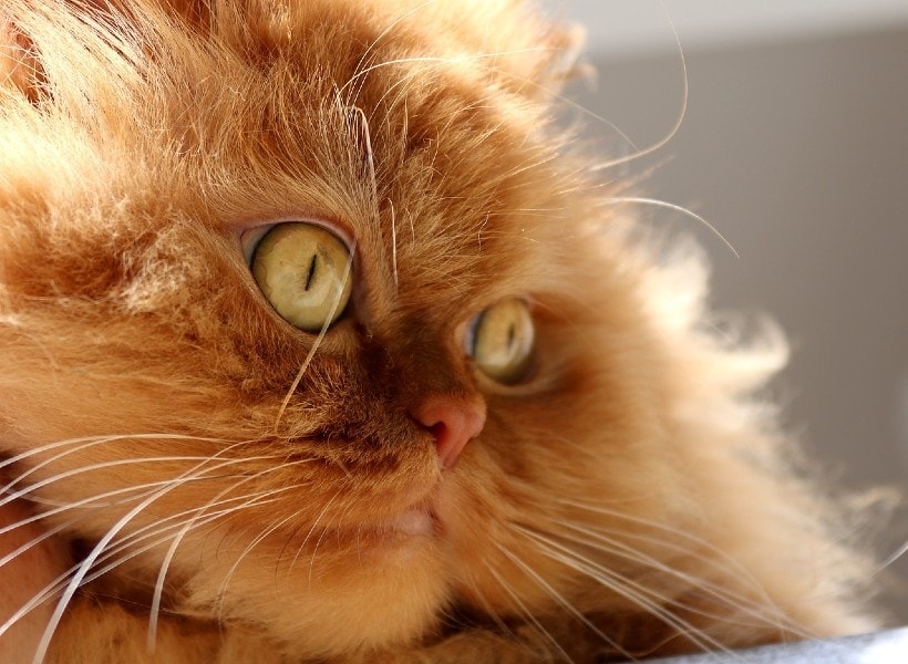 Why Is My Cat’s Nose Dry? 6 Vet-Reviewed Reasons