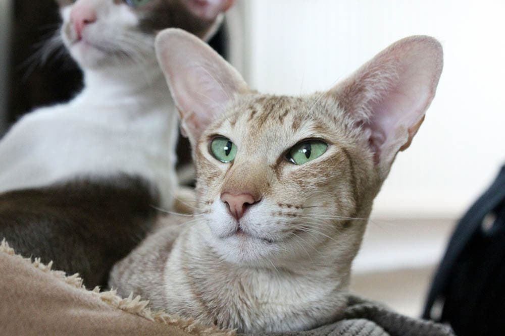 Are Oriental Shorthair Cats Hypoallergenic? What Science Tells Us