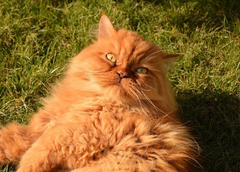 What Kind of Cat Is Crookshanks From Harry Potter? Famous Cats Explained