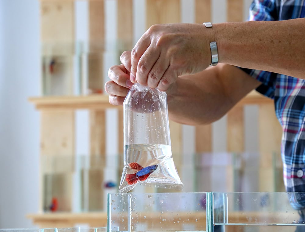 How to Transport Betta Fish: Safest Tips & Tricks (Vet Answer)