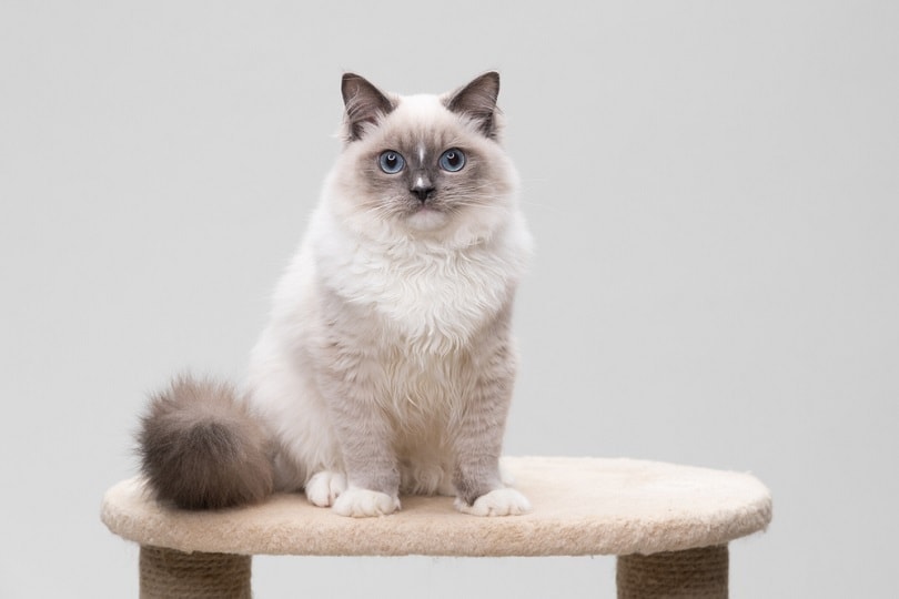 10 Most Popular Cat Breeds in 2026 (With Info & Pictures)