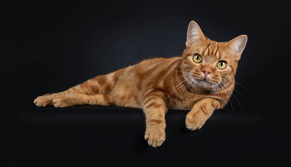 How Much Does It Cost to Own an American Shorthair? 2026 Update