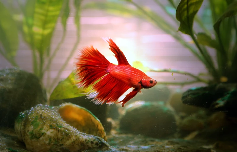 Can Betta Fish Live with Guppies in the Same Tank? Compatibility Facts
