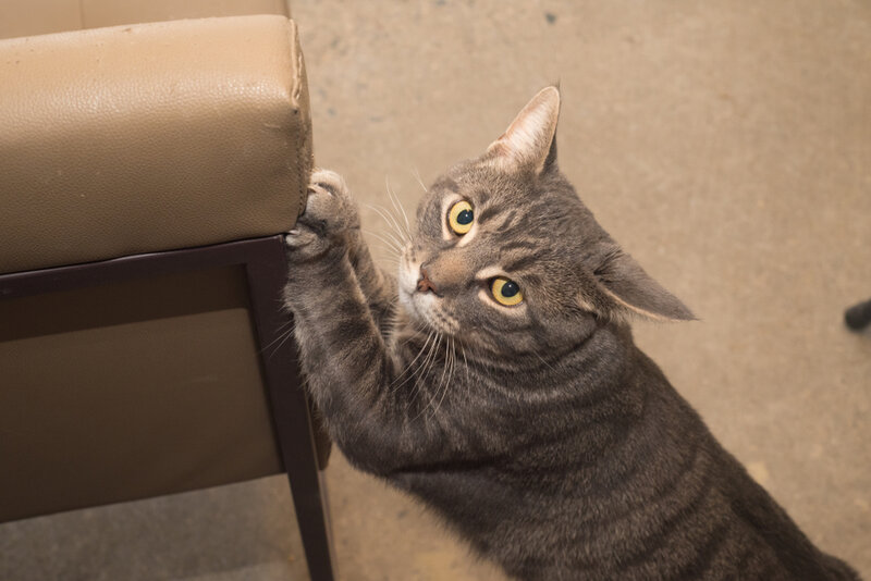 How to Train Your Cat to Stop Scratching Furniture: 6 Vet-Approved Tips That Work
