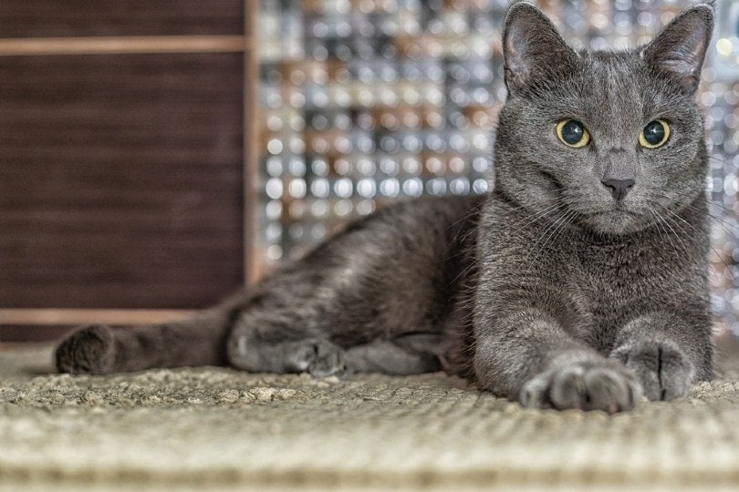 russian blue cat lying down