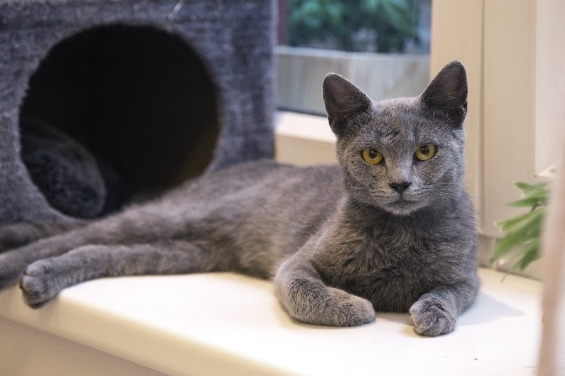 russian blue cat lying outside cat condo