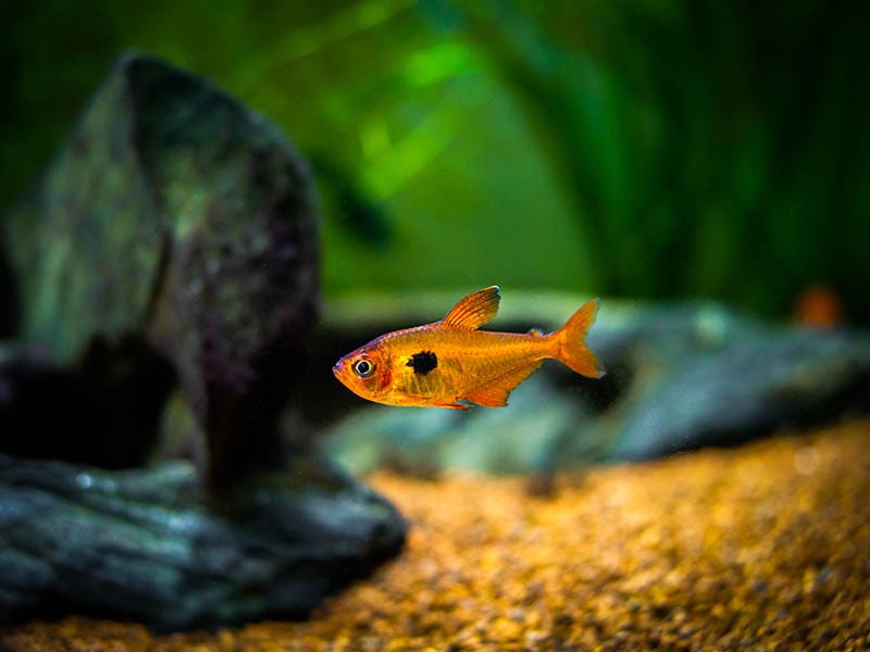 9 Great Tank Mates for Serpae Tetras (With Pictures)