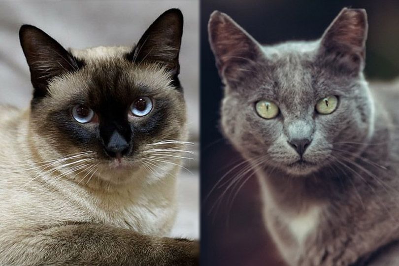 Siamese Manx (Siamese & Manx Cat Mix): Pictures, Temperament & Traits