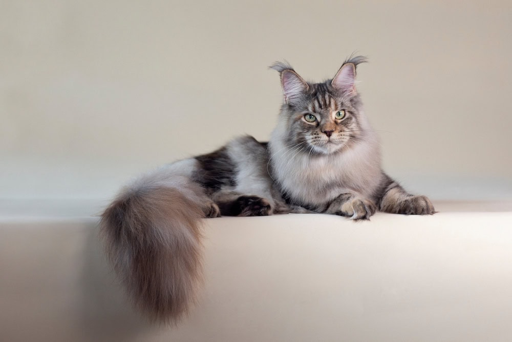 10 Best Brushes for Maine Coons - 2026 Reviews & Top Picks