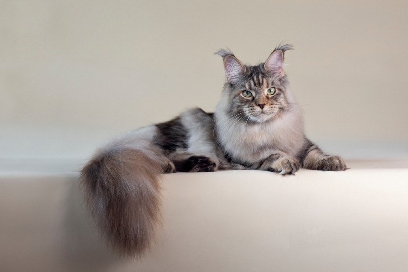 Do Maine Coon Cats Shed? Breed Fur Facts & Care Tips