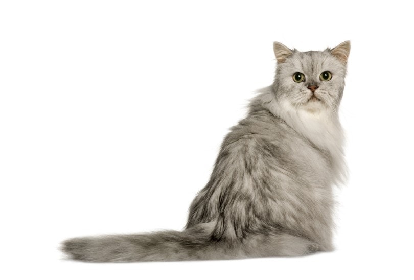 Silver Persian Cats: Facts, Origin & History