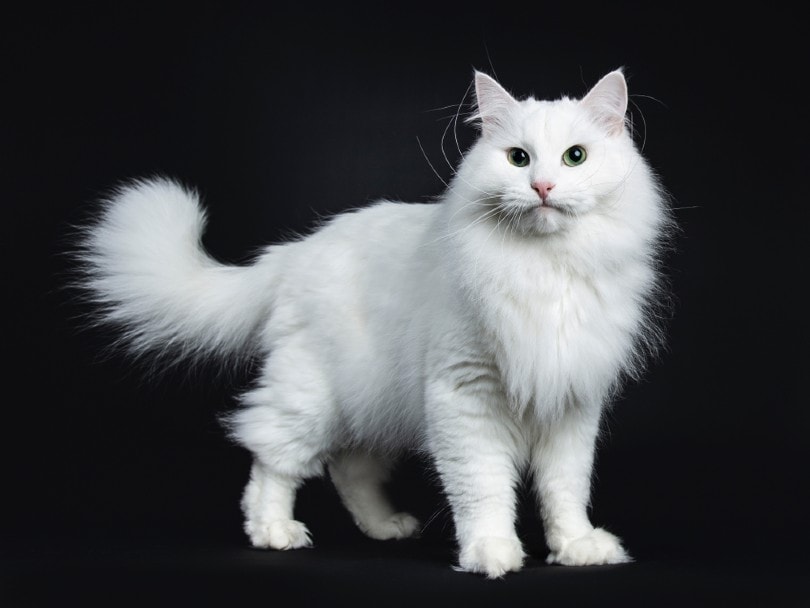 How Much Does a Siberian Cat Cost? 2026 Price Guide