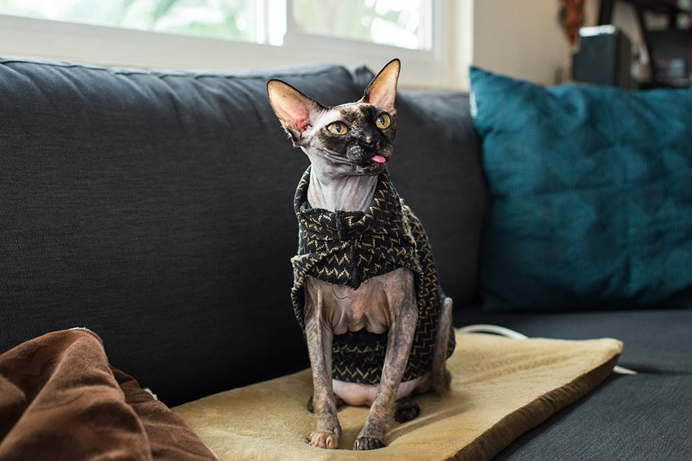 5 Best Heated Cat Beds - 2026 Reviews & Top Picks