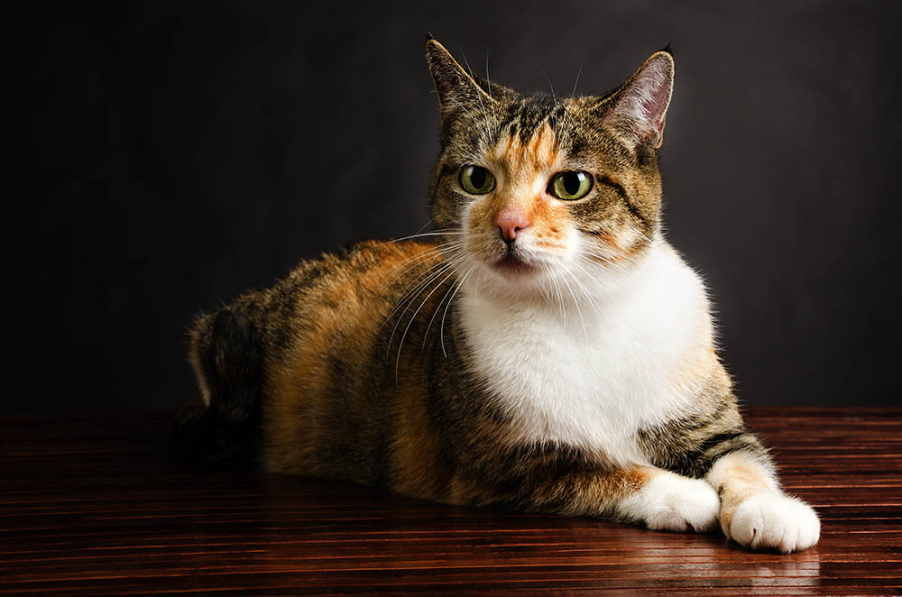 How to Tell if Your Cat Is an American Shorthair: 8 Effective Tips