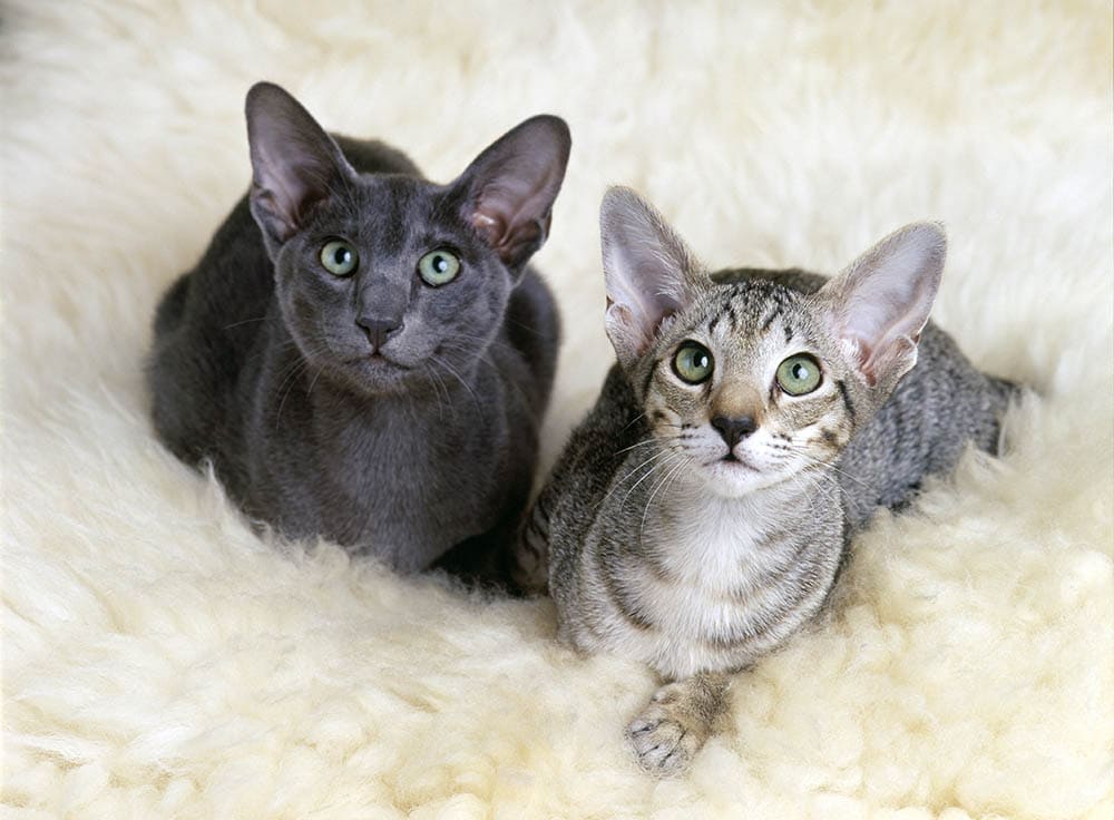 How Much Does an Oriental Shorthair Cost? 2026 Price Guide