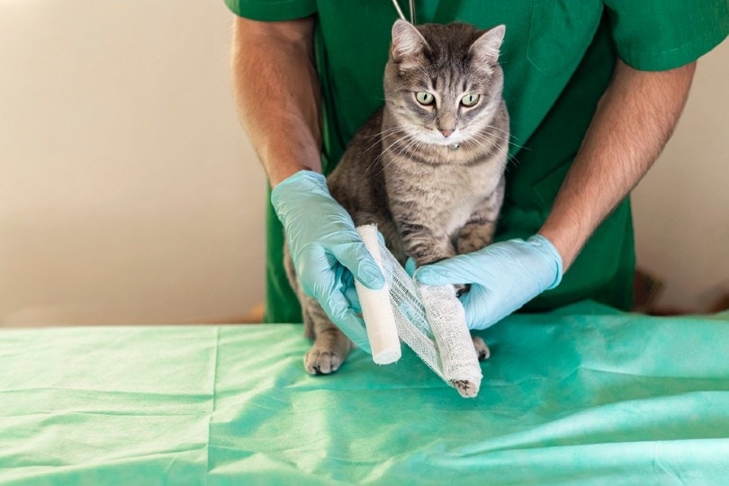 Cat Broken Leg Treatment Cost: 2026 Price Guide