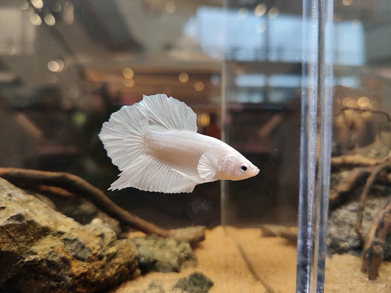 Betta Fish Glass Surfing: 8 Vet-Approved Tips For a Fix