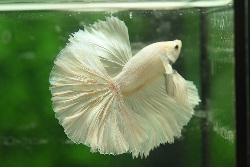 Betta Fish Ich: Causes, Signs, Treatment & Prevention (Vet Answer)