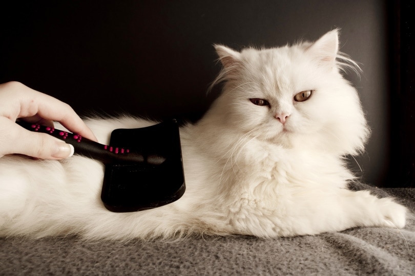 woman combing a white persian cat