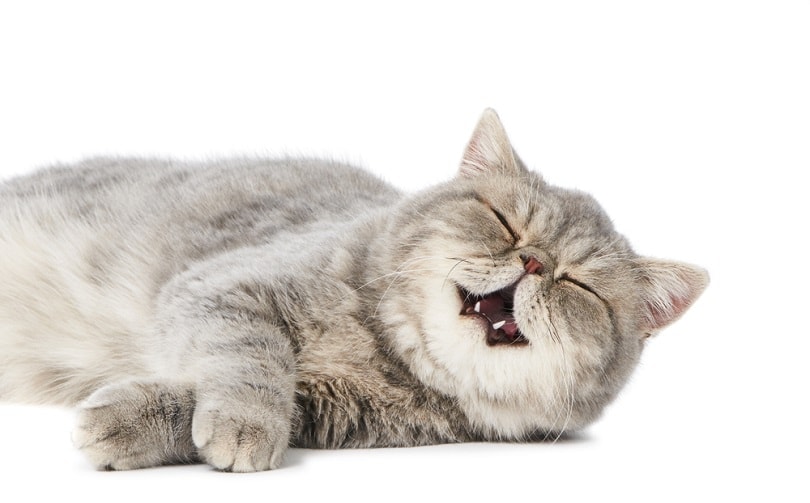 7 Health Benefits of a Cat's Purr: Vet-Reviewed Facts & FAQ