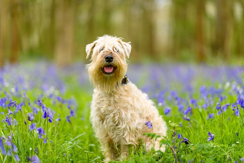 How Long Do Wheaten Terriers Live? Average Lifespan, Data & Care