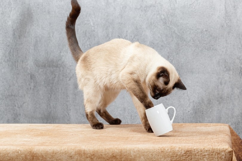 Why Do Cats Knock Things Over? 3 Likely Reasons