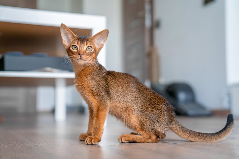 6 Abyssinian Cat Colors & Patterns (With Info & Pictures)