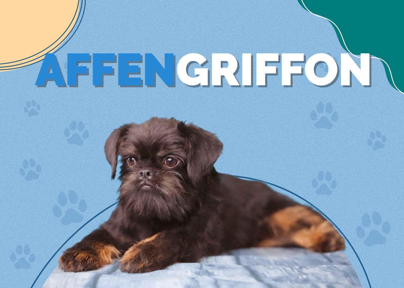 Affengriffon (Affenpinscher & Brussels Griffon Mix): Info, Pictures, Traits