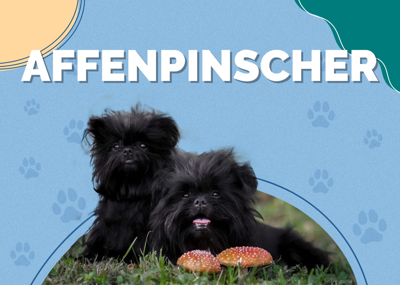 Affenpinscher Dog Breed Info: Pictures, Traits & Facts