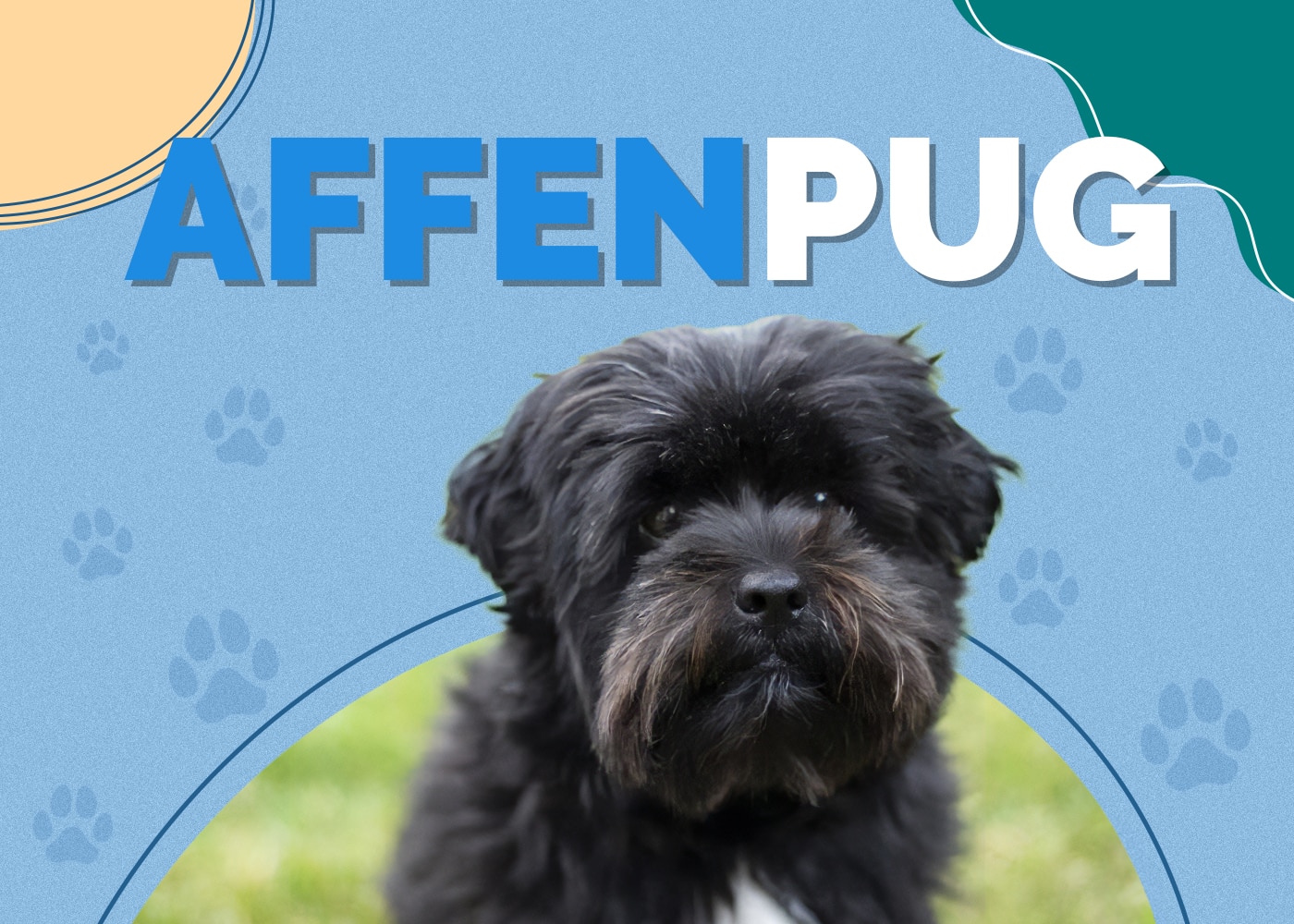 Affenpug (Affenpinscher & Pug Mix): Breed Info, Pictures, Traits & Facts