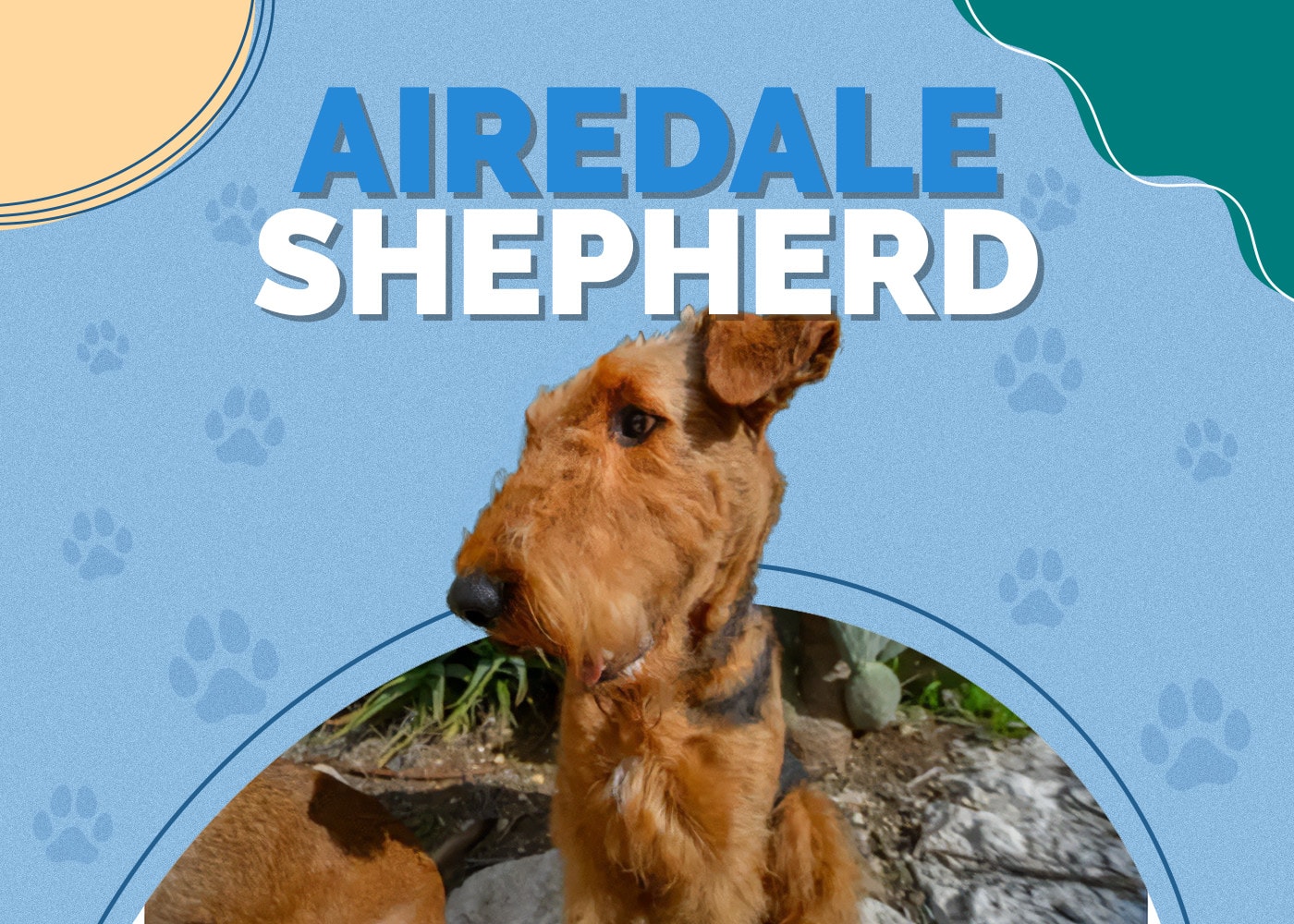 Airedale Shepherd (Airedale Terrier & German Shepherd Mix): Info, Pictures, Care & More