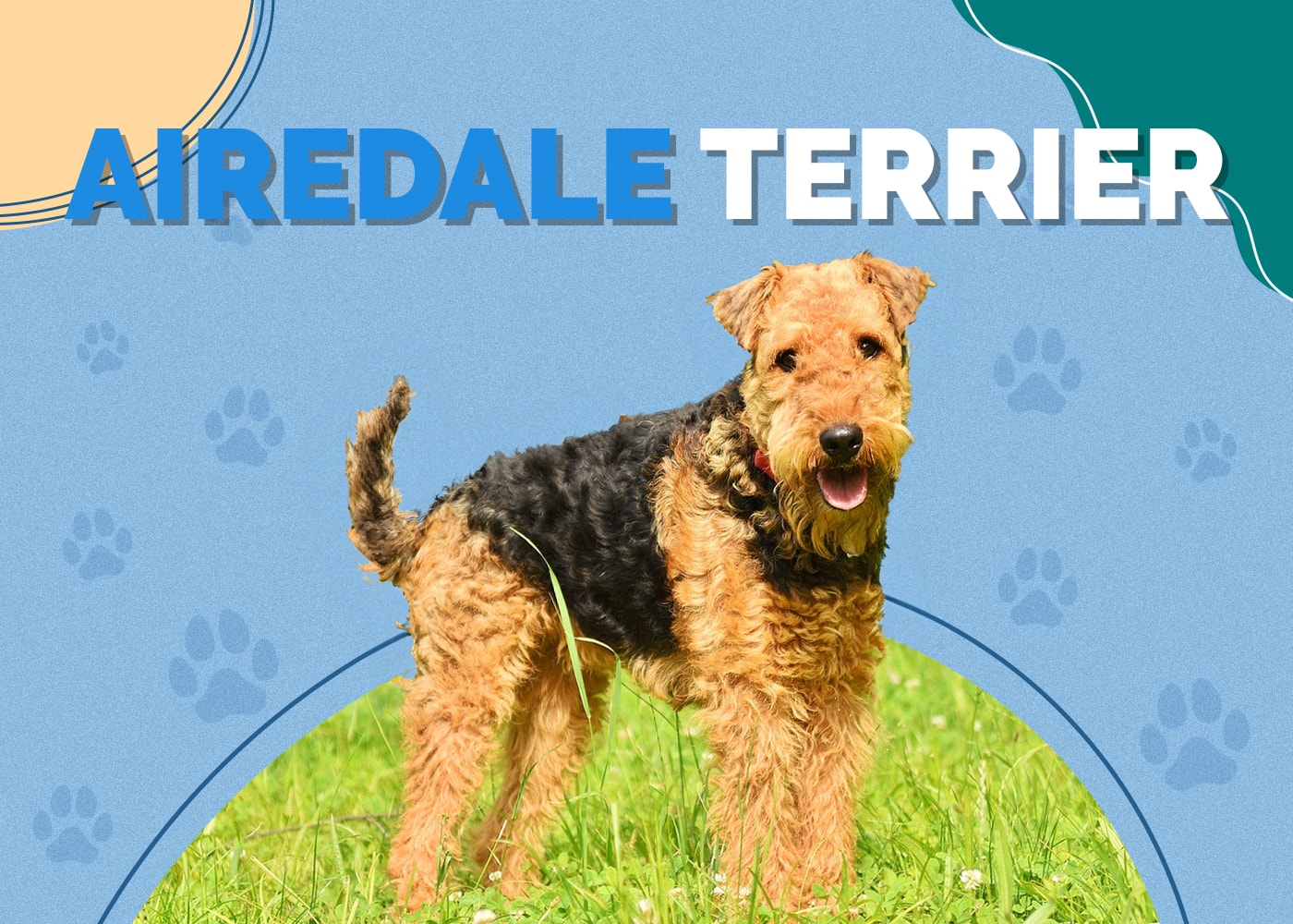 Airedale Terrier Dog Breed: Info, Pictures, Traits & Facts