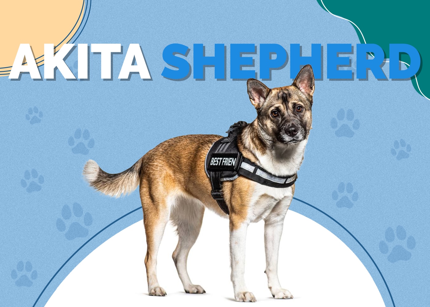 Akita Shepherd (German Shepherd & Akita Inu Mix): Info, Pictures, Facts