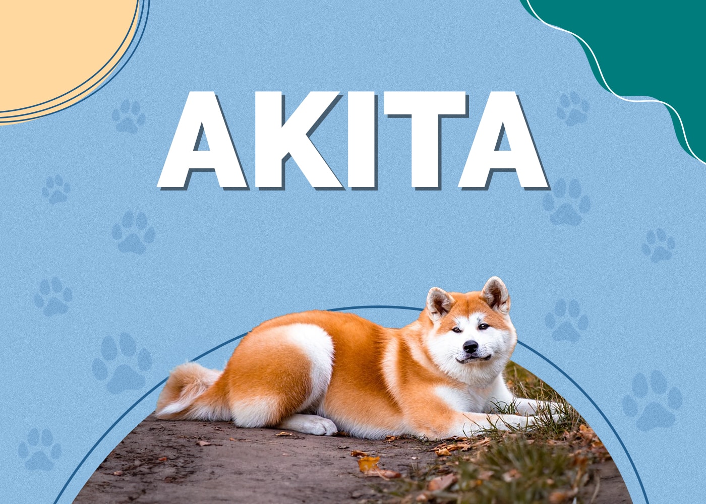 Akita Dog Breed Info: Pictures, Characteristics & Facts