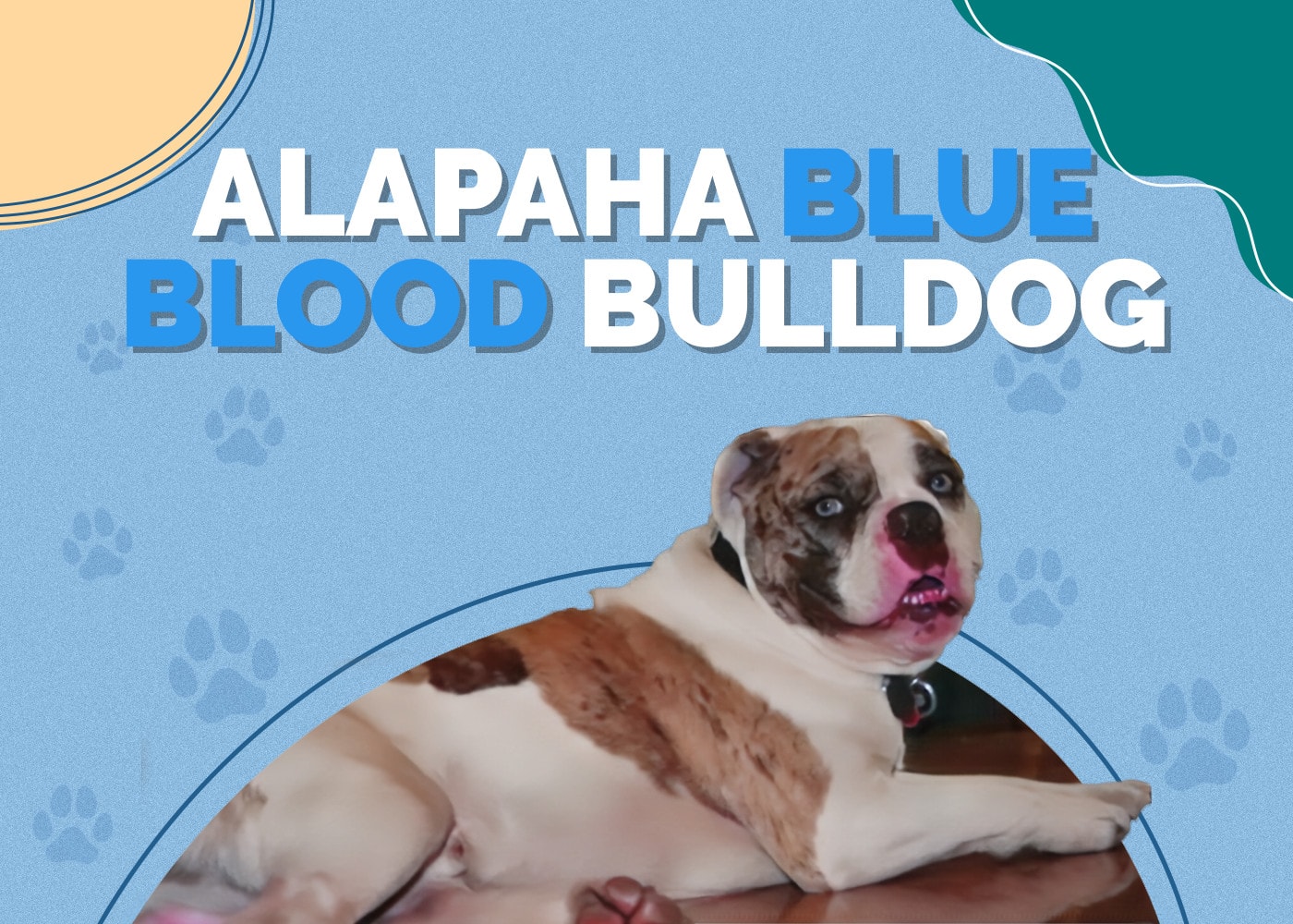 Alapaha Blue Blood Bulldog | Breed Info: Pictures, Facts & Traits