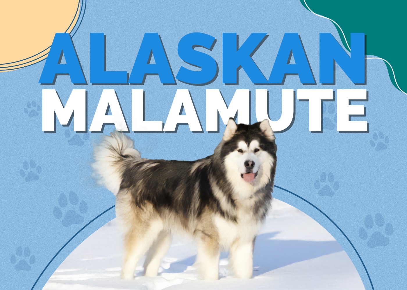 Giant Alaskan Malamute Dog: Breed Info, Pictures & Facts