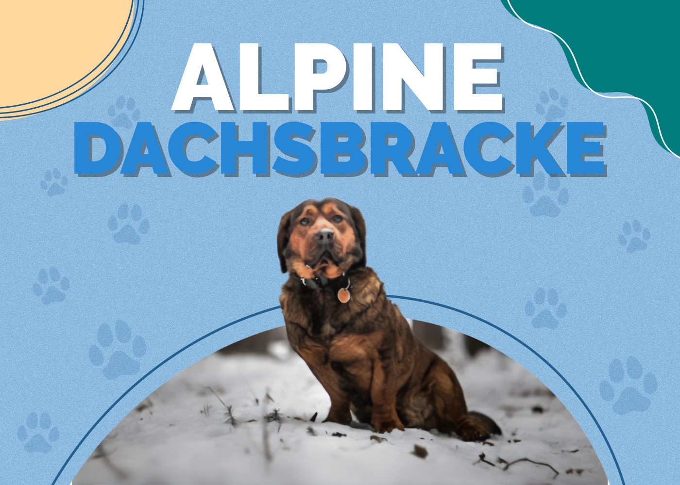 Alpine Dachsbracke Dog Breed: Info, Pictures, Personality & Facts