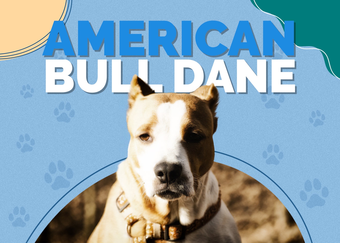 American Bull Dane (American Bulldog & Great Dane Mix): Info, Pictures, Characteristics & Facts
