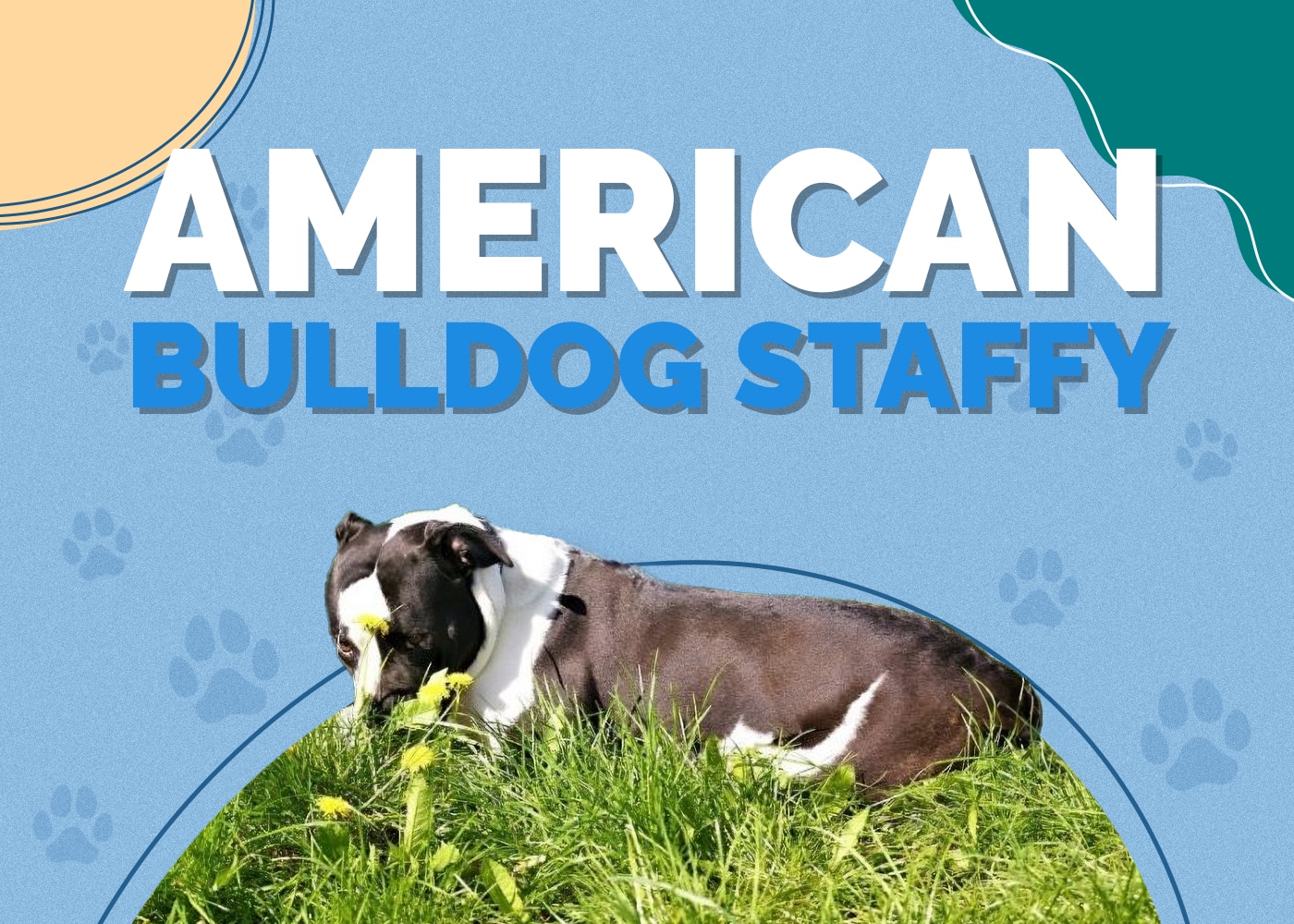 American Bulldog Staffy (American Bulldog & Staffordshire Terrier Mix) Info, Pictures & More