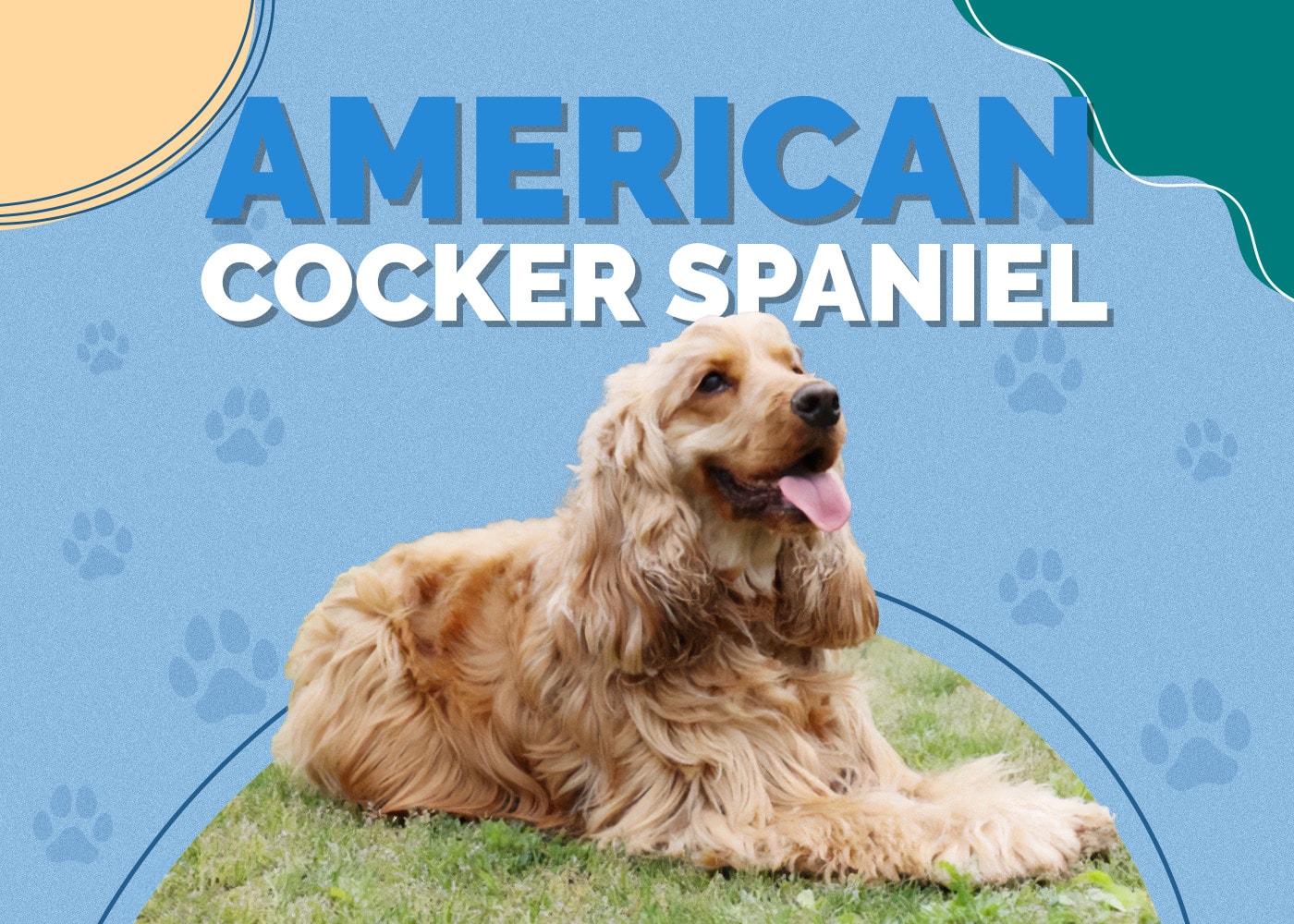 American Cocker Spaniel: Breed Info, Pictures, Temperament, Facts & Care