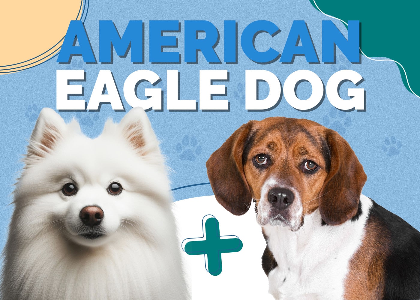 American Eagle Dog (American Eskimo Dog & Beagle Mix) Info, Pictures & More