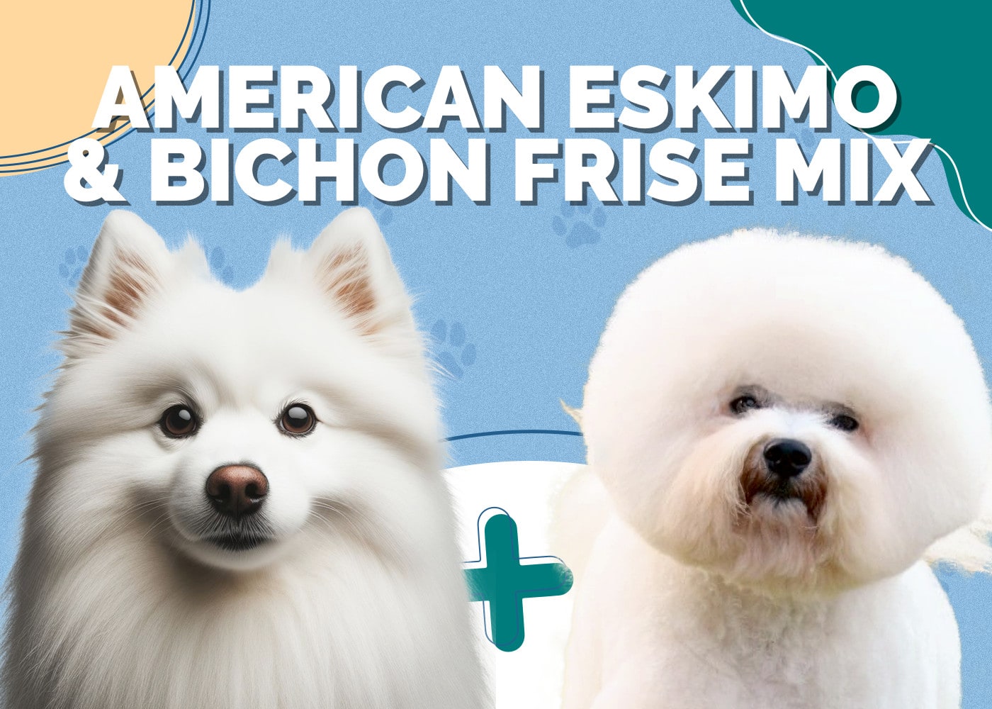 American Eskimo & Bichon Frise Mix: Info, Pictures, Traits & Facts