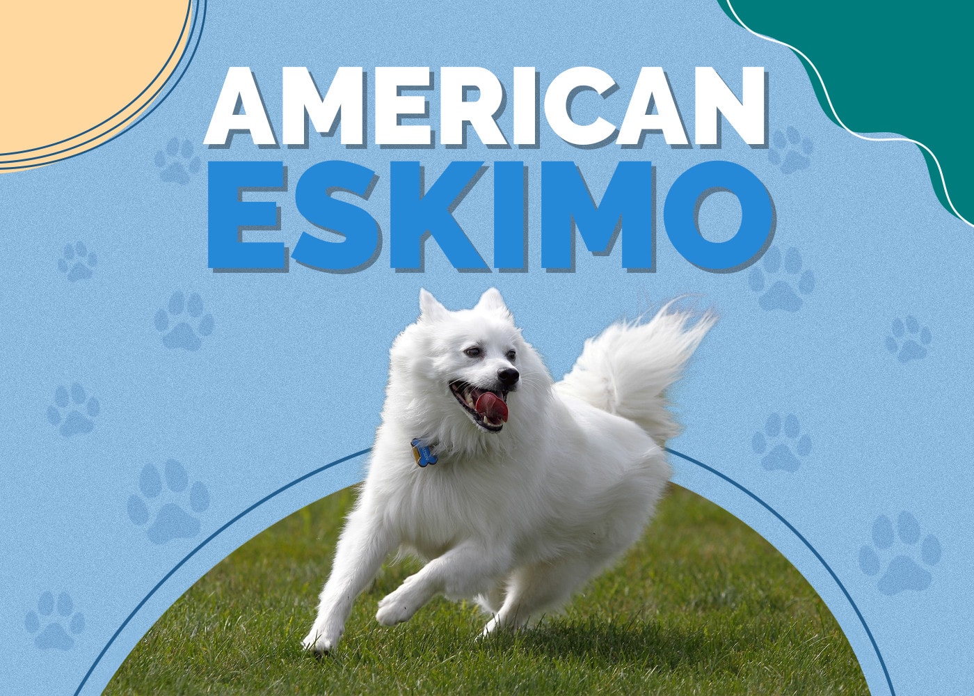 American Eskimo Dog Breed: Info, Pictures, Personality & More