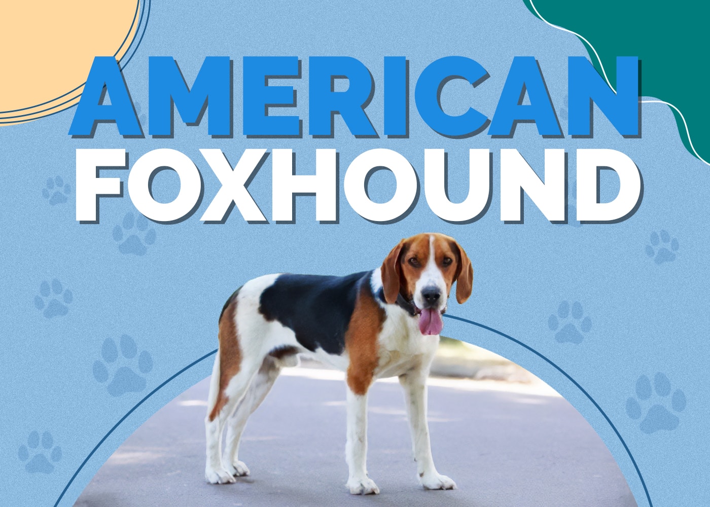 American Foxhound Dog Breed Info: Pictures, Traits & Facts